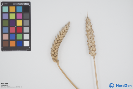 Click for 1 image(s) for this accession. SPIKE