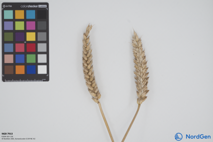 Click for 1 image(s) for this accession. SPIKE