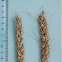 Click for 1 image(s) for this accession. Image