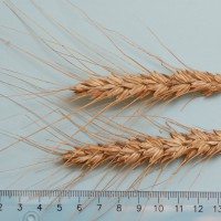 Click for 6 image(s) for this accession. Image