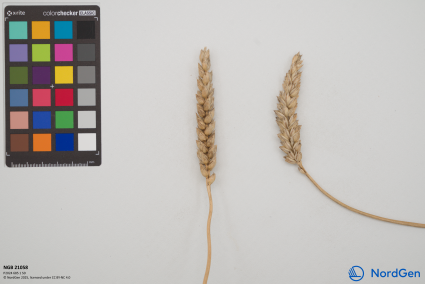 Click for 5 image(s) for this accession. SPIKE