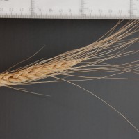 Click for 2 image(s) for this accession. Image