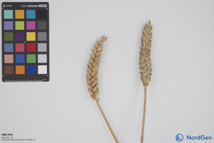 Click for 1 image(s) for this accession. SPIKE