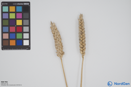 Click for 1 image(s) for this accession. SPIKE