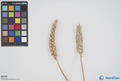 Click for 1 image(s) for this accession. SPIKE