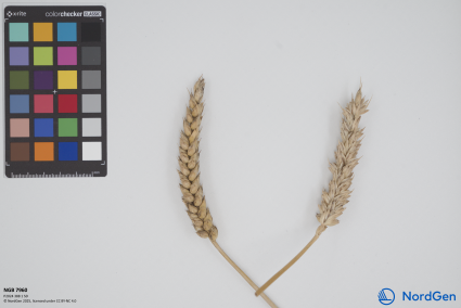 Click for 1 image(s) for this accession. SPIKE