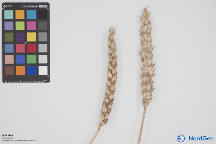 Click for 1 image(s) for this accession. SPIKE