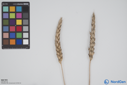 Click for 1 image(s) for this accession. SPIKE