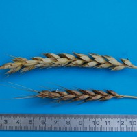 Click for 1 image(s) for this accession. Image