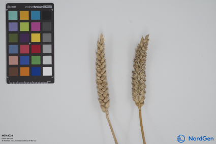 Click for 1 image(s) for this accession. SPIKE