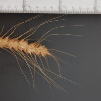 Click for 2 image(s) for this accession. Image