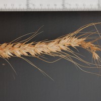 Click for 3 image(s) for this accession. Image