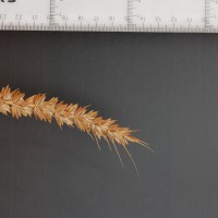 Click for 2 image(s) for this accession. Image