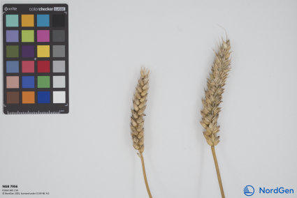 Click for 1 image(s) for this accession. SPIKE