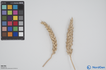 Click for 1 image(s) for this accession. SPIKE