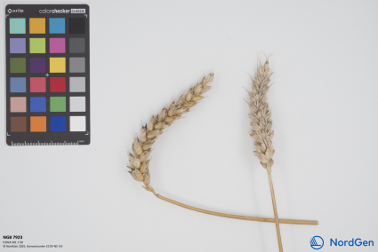 Click for 1 image(s) for this accession. SPIKE