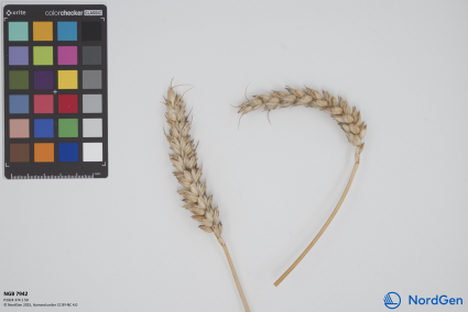 Click for 1 image(s) for this accession. SPIKE