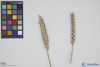 Click for 1 image(s) for this accession. SPIKE