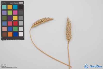 Click for 2 image(s) for this accession. SPIKE