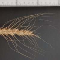 Click for 2 image(s) for this accession. Image