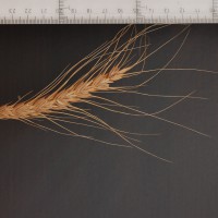 Click for 2 image(s) for this accession. Image