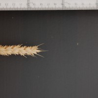 Click for 4 image(s) for this accession. Image