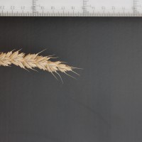 Click for 2 image(s) for this accession. Image