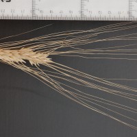 Click for 2 image(s) for this accession. Image