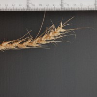 Click for 2 image(s) for this accession. Image