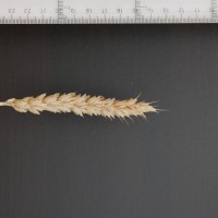 Click for 2 image(s) for this accession. Image