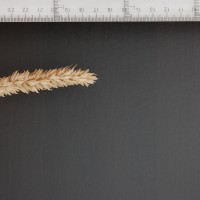 Click for 2 image(s) for this accession. Image