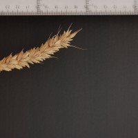 Click for 2 image(s) for this accession. Image