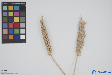 Click for 1 image(s) for this accession. SPIKE