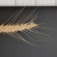 Click for 2 image(s) for this accession. Image