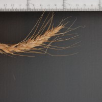 Click for 2 image(s) for this accession. Image