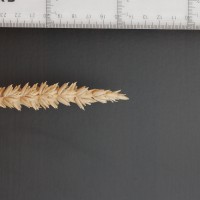 Click for 2 image(s) for this accession. Image