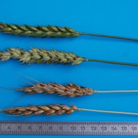 Click for 1 image(s) for this accession. Image