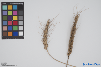 Click for 3 image(s) for this accession. SPIKE