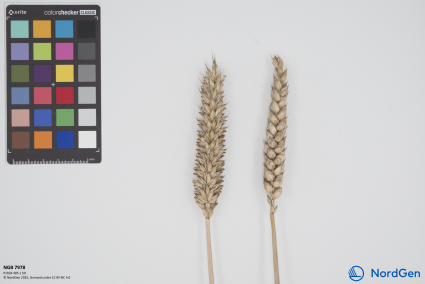 Click for 1 image(s) for this accession. SPIKE