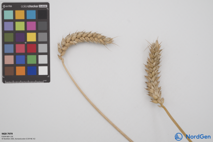 Click for 2 image(s) for this accession. SPIKE