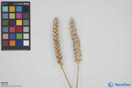 Click for 1 image(s) for this accession. SPIKE