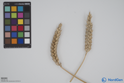 Click for 1 image(s) for this accession. SPIKE