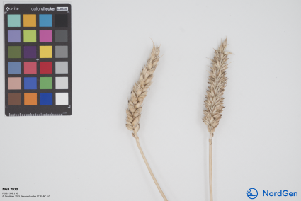 Click for 1 image(s) for this accession. SPIKE