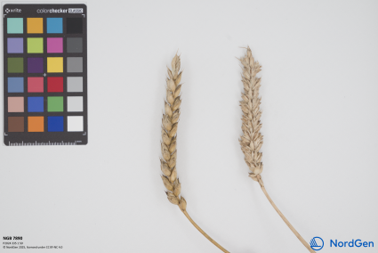 Click for 1 image(s) for this accession. SPIKE