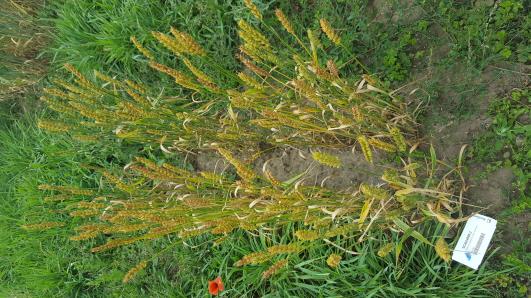 Click for 2 image(s) for this accession.