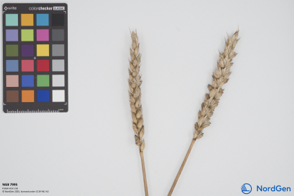 Click for 1 image(s) for this accession. SPIKE