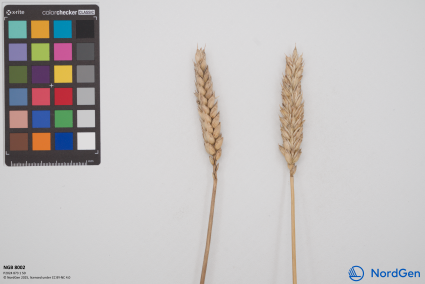 Click for 2 image(s) for this accession. SPIKE