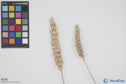 Click for 1 image(s) for this accession. SPIKE