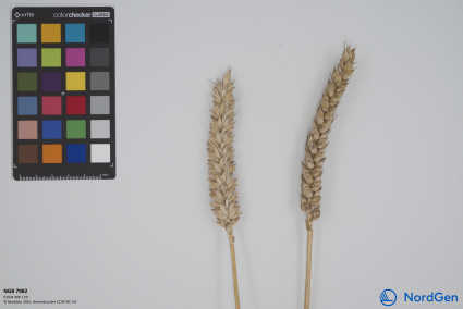 Click for 1 image(s) for this accession. SPIKE