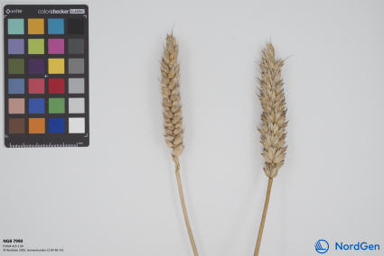 Click for 1 image(s) for this accession. SPIKE